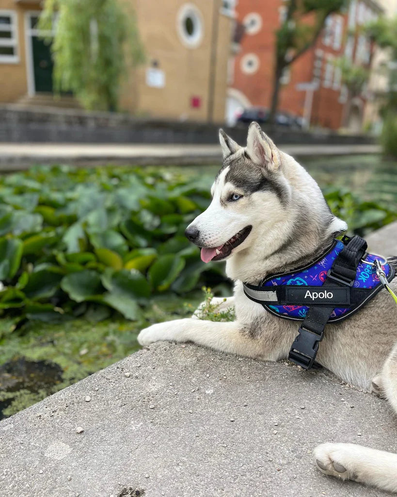 ComfortGrip™ - Personalized No Pull Dog Harness + FREE Strong Reflective Dog Leash Worth $20