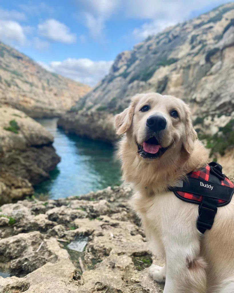 ComfortGrip™ - Personalized No Pull Dog Harness + FREE Strong Reflective Dog Leash Worth $20